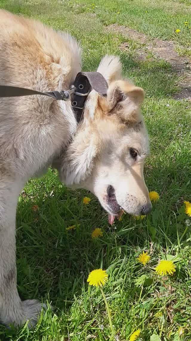 Беляш летом (перекус) смотреть онлайн