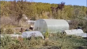 Первый мороз и последний огурец...
Урожай убран, но дела всегда найдутся.