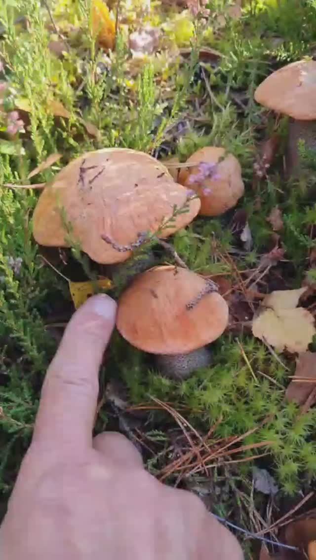 славное грибное утро. БЕЛЫЕ ГРИБЫ один за одним, вот и ПОЛНОЕ ЛУКОШКО смотреть онлайн