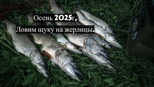Ловим щуку на жерлицы. Осень 2025г.