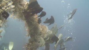 Погружение на Сабанге, Филиппины