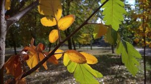 Осенние листья