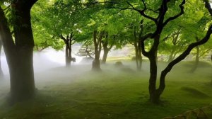 Снятие стресса: Утренний лес в тумане с умиротворяющей музыкой пианино | Медитация на природу