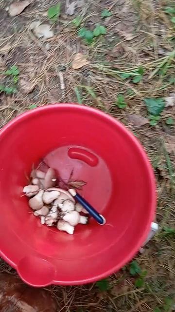 По грибы. Привал. 🙂 смотреть онлайн