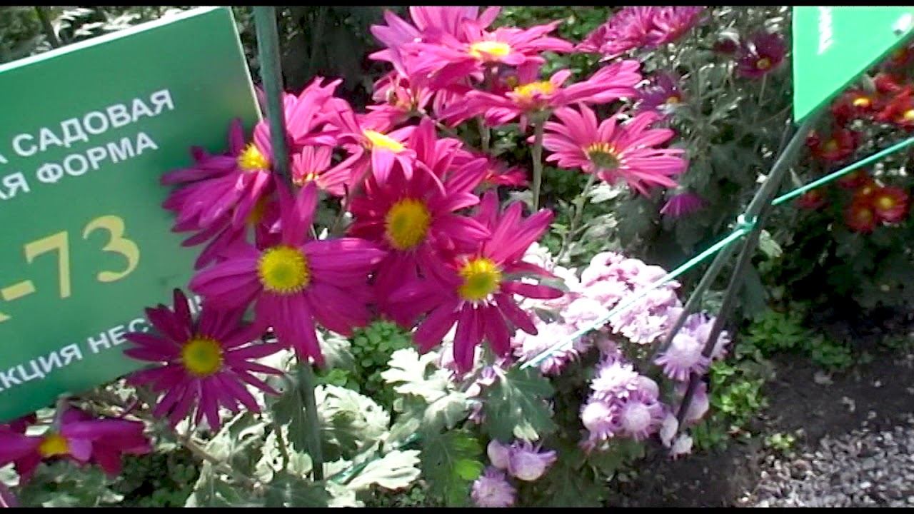 Геническ - Никитский ботанический сад 5.11.2019г смотреть онлайн