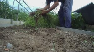 6 соток  2 августа 2025 г. Сорняки заполонили участок.