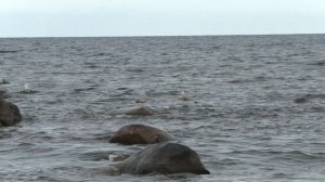 ЛАДОЖСКОЕ ОЗЕРО октябрь 2025