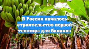 В России началось строительство первой теплицы для бананов