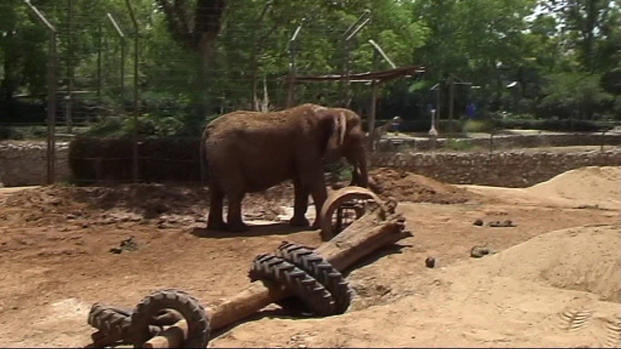 ЗООПАРК смотреть онлайн