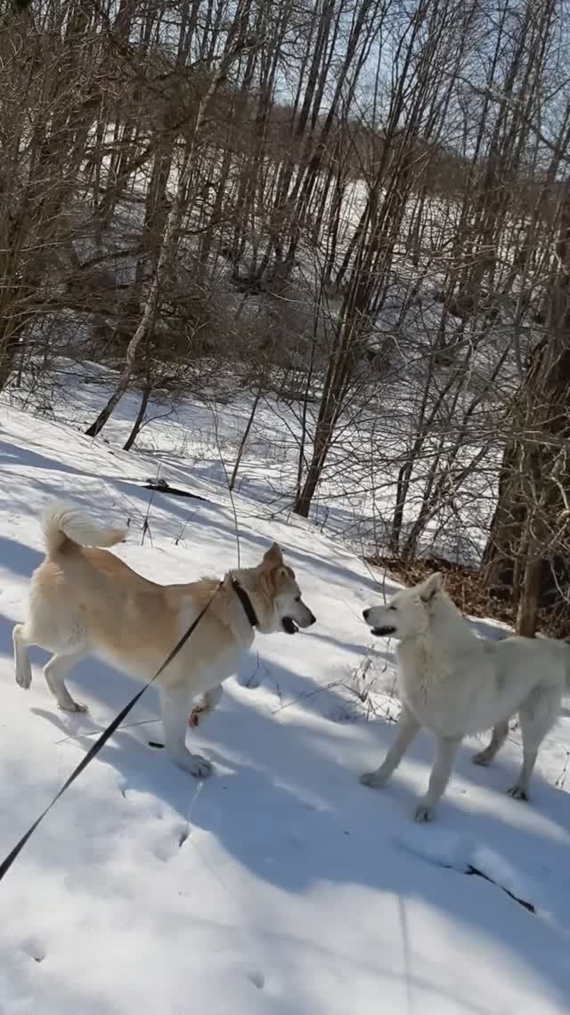 Беляш зимой 3 смотреть онлайн