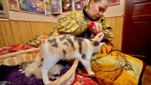 Вы только посмотрите КАК мама кошка защищает маленького финика когда он плачет))