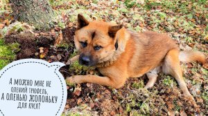 Пёс Кубик пошёл на болото мох собирать. Нашёл олений трюфель! Устал изо всех сил!