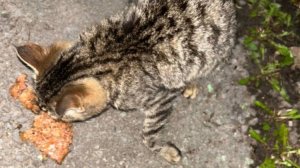 Кора с оторванной лапкой