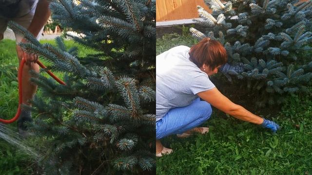 В лесу родилась ёлочка