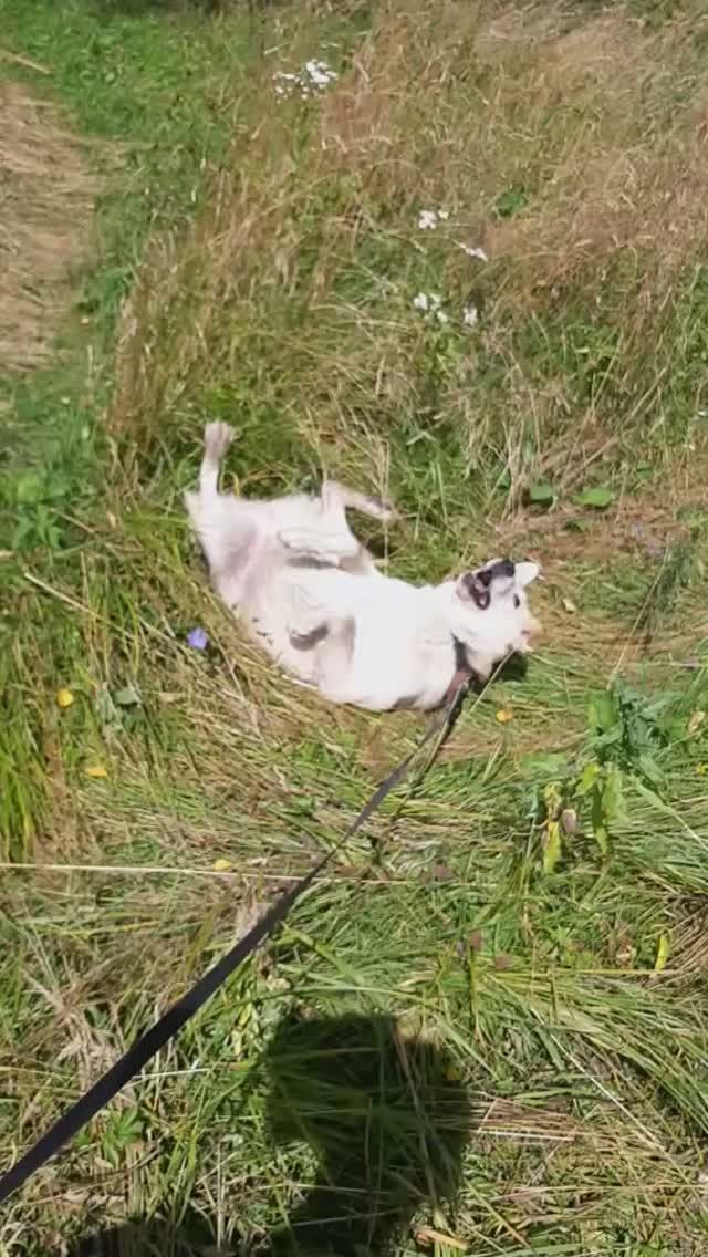 Беляш балдеет смотреть онлайн