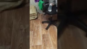 подписчикам привет 👋