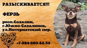 Пропала собака! ФЕРЗЬ. респ. Сахалин,  г. Южно-Сахалинск