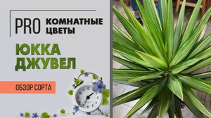 Юкка Джувел. Обзор сорта. Мощное и простое в уходе комнатное растение.