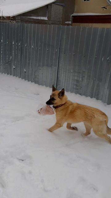 В большой семье мордой не щелкают смотреть онлайн
