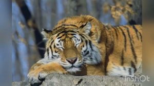 29 июля - Международный день тигра. 20 удивительных и самых интересных фактов о тигре