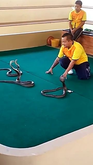 Поцелуй Кобры (12)/Таиланд