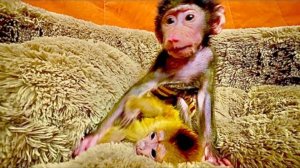 Анфиса с такой нежностью относится к маленькому Финику, а наблюдает за обезьянками кот Басик!!!