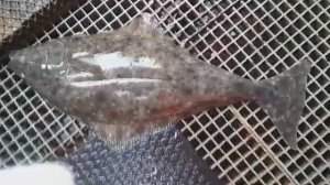 РЫБАЛКА НА ПАЛТУСЕ. Берингово море