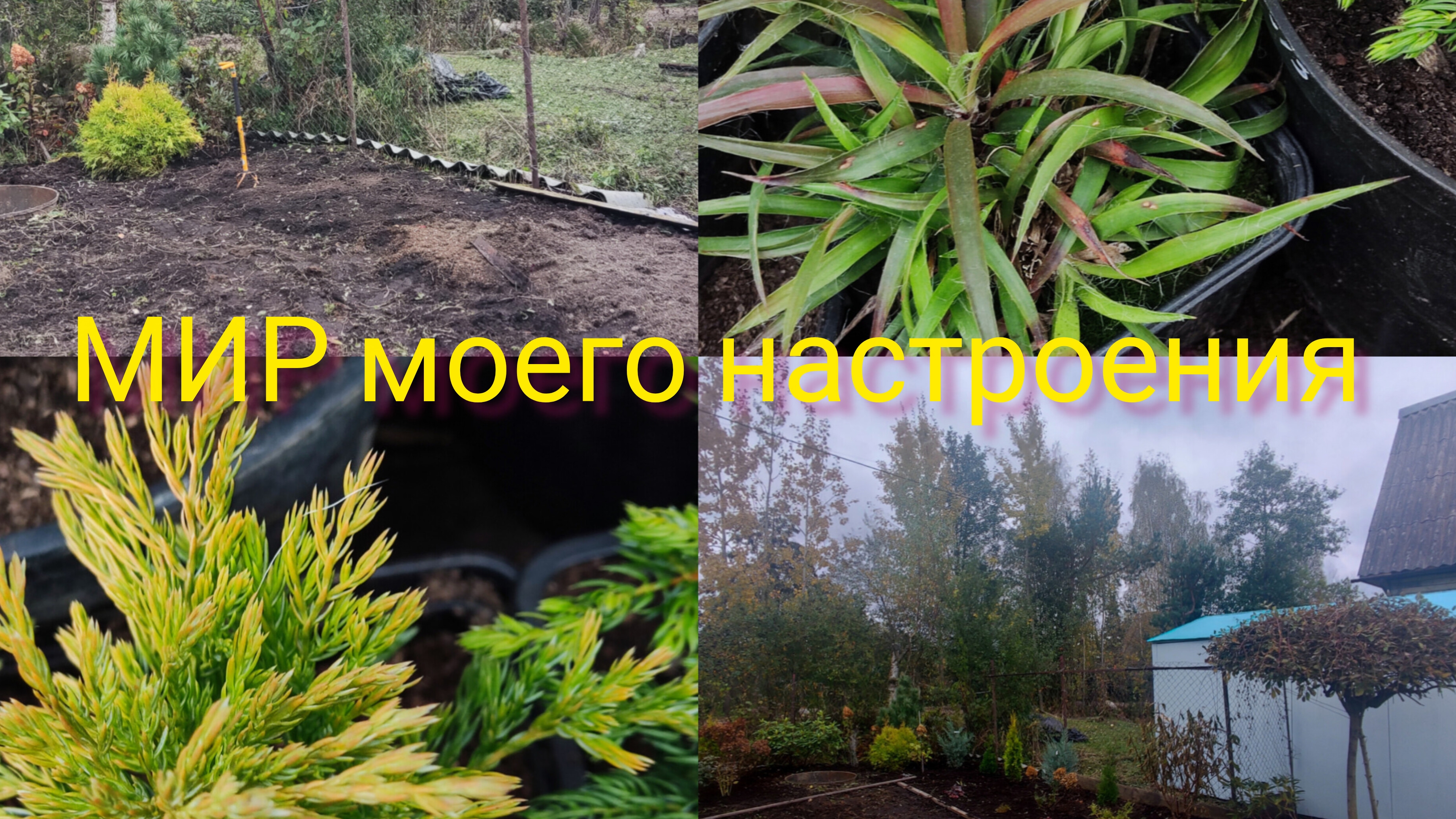 04.10.25 Дача.Новые можжевельники для нового проекта в саду.