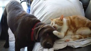 СМЕШНЫЕ КОТЫ И СОБАКИ | ЛУЧШИЕ ПРИКОЛЫ С КОТАМИ, КОШКИ, ЖИВОТНЫЕ