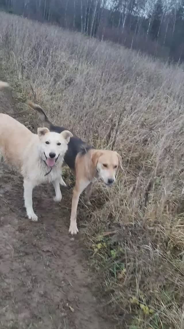 Встреча с неизвестным потеряшкой. смотреть онлайн