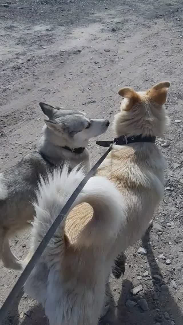 Встреча с местным псом. смотреть онлайн