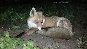 (1131) У лисы болит лапка. Угощение от Алексея, что выберет лиса