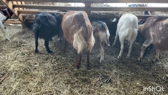 Являются ли рудименты атавизмы у коз браком. Лишние соски у коз это брак или нет смотреть онлайн