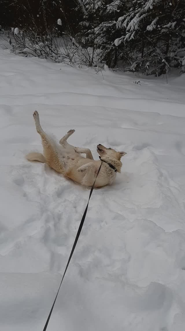 Беляш зимой 5 смотреть онлайн