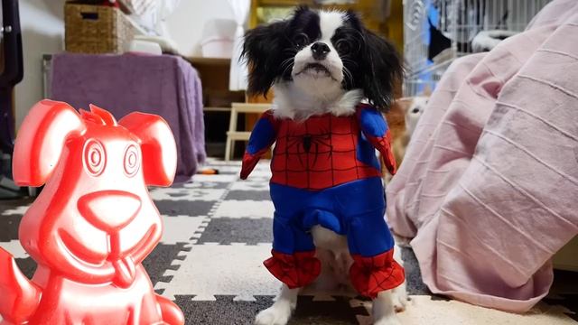 Рыжие котики купаются в ванне вместе с желейным псом Стасиком смотреть онлайн