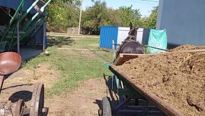 вывожу навоз одноконной телегой