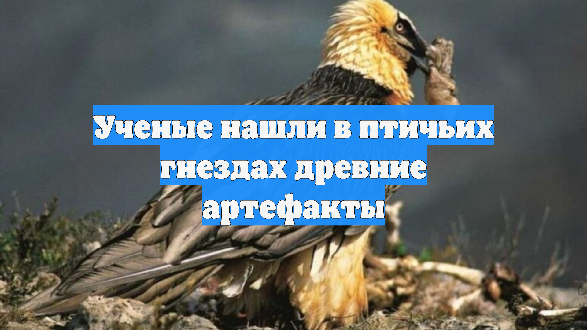 Ученые нашли в птичьих гнездах древние артефакты