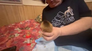 Почти не сплю, пытаемся спасти маленького Финика, но с хвостик начал ОТСЫХАТЬ