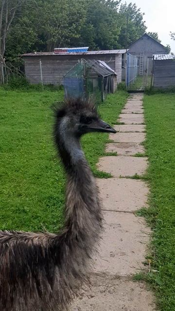 Местный страус смотреть онлайн