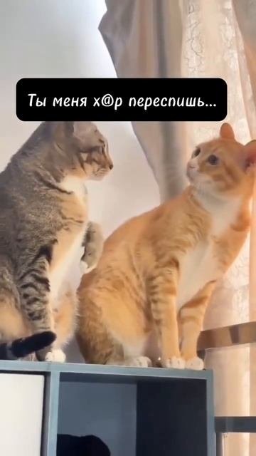 shorts comedy cat