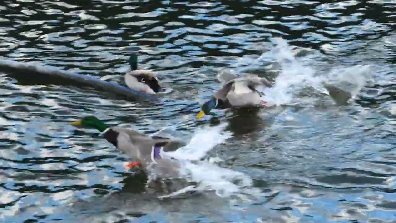 Утиная жизнь 4К смотреть онлайн