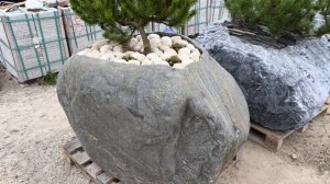 Каменные корыта, ожившие в зелени: новые композиции