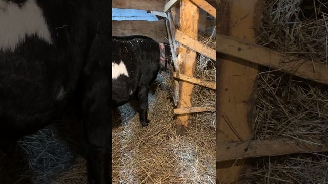 Коза перед окотом. Как кормить. Ухаживаем за козой смотреть онлайн