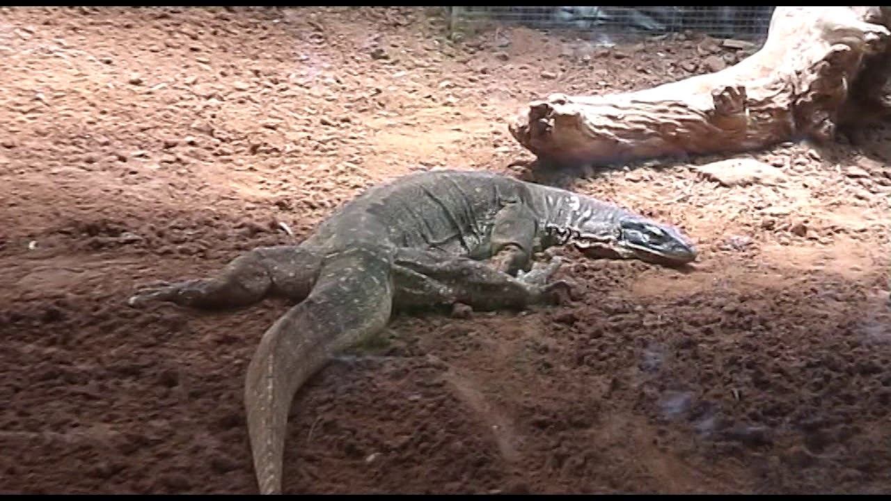 Сафари парк 30.05.2019 смотреть онлайн