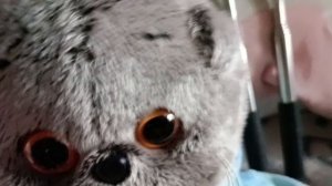 Утренний влог с Соней, Тимофеем и Лили.