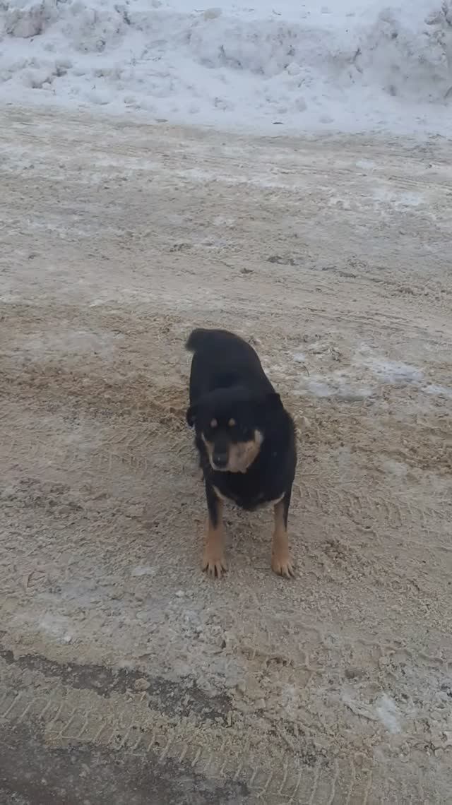 Беляш на прогулке 2 смотреть онлайн