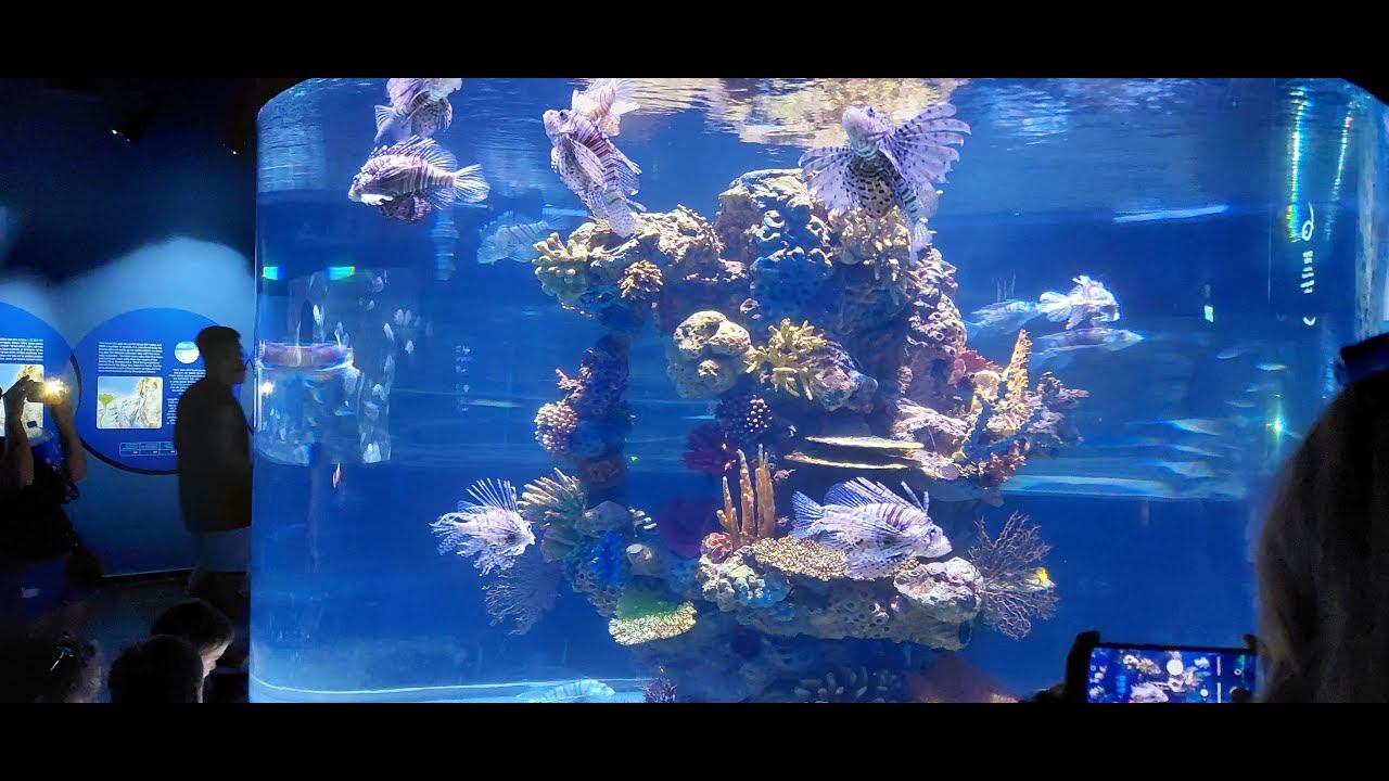 Океанариум Иерусалим 2022г. смотреть онлайн