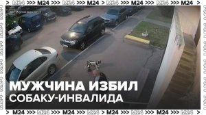 Мужчина избил собаку-инвалида в Подольске - Москва 24