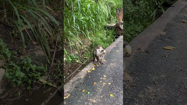 Обзор Шри-Ланка смотреть онлайн