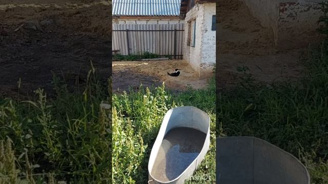 влог#211
